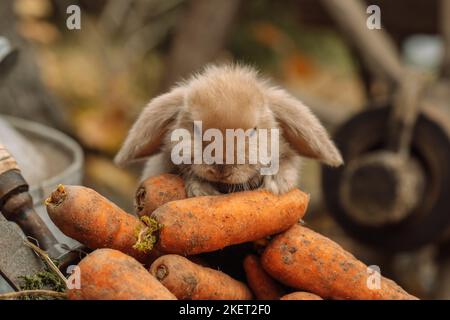 Fluffy foxy rabbit with carrot on autumn background Stock Photo