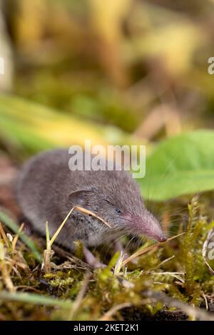 vertical portrait of small shrew in nature on green moss background. animal themes. copy space. Stock Photo