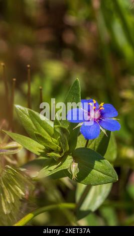 Lysimachia foemina, Blue Pimpernel Plant in Flower with copy space and a Natural background in portrait mode Stock Photo
