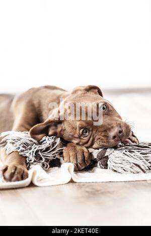 Doberman-Dogue-de-Bordeaux-Mongrel Stock Photo