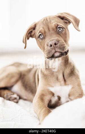 Doberman-Dogue-de-Bordeaux-Mongrel Stock Photo