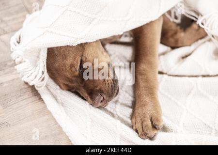 Doberman-Dogue-de-Bordeaux-Mongrel Stock Photo