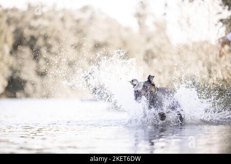 male American Bully XL Stock Photo