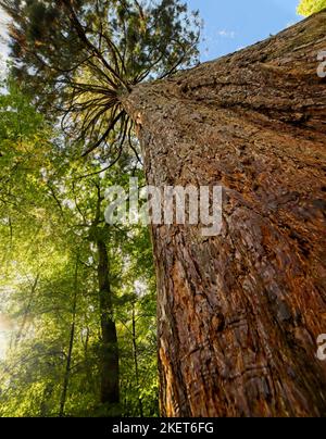 Looking up the trunk of a giant redwood tree Stock Photo