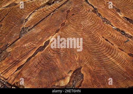 Cross section of a deciduous tree after felling showing annual growth rings Stock Photo