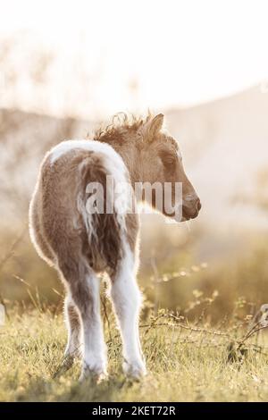 Shetland Pony foal Stock Photo