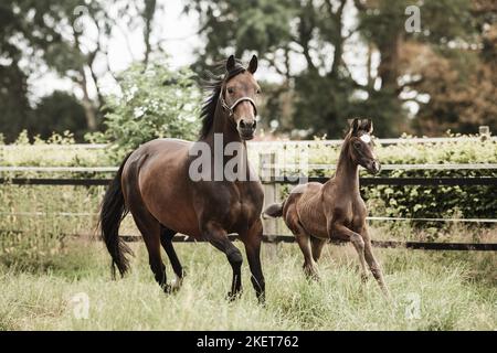 2 Hanoverians Stock Photo