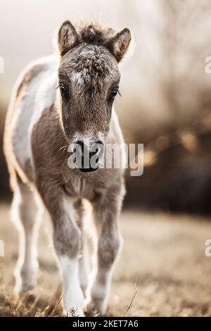 Shetland Pony foal Stock Photo