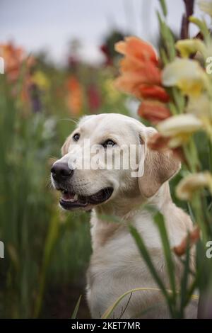 Golden-Retriever-Labrador Portrait Stock Photo