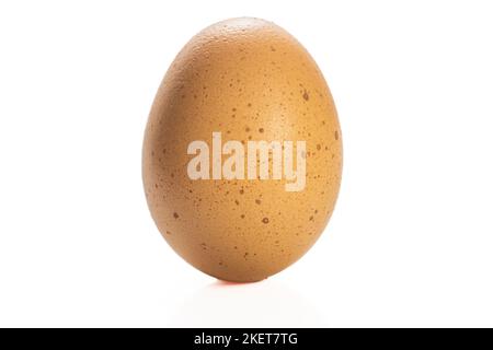 A single brown speckled egg on a white background Stock Photo