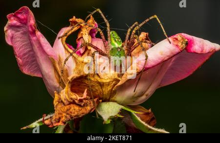 a macro picture of a Green lynx spider Stock Photo