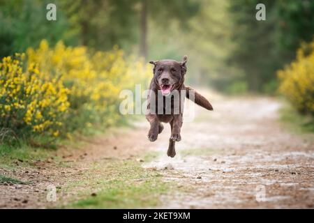 Brown Labrador running in a forest with all paws off the ground and yellow bushes, almost flying Stock Photo
