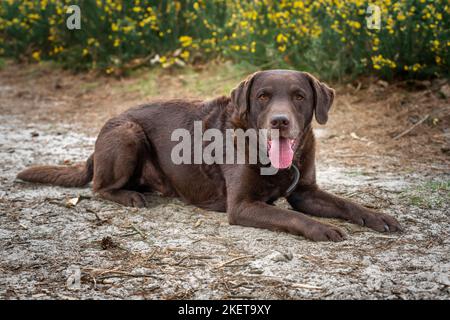 Chocolate Brown Labrador laying down with yellow bushes in a forest looking very happy Stock Photo