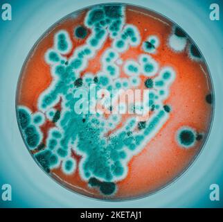 colonies of microorganisms on the surface of agar in a Petri dish bacteria and fungi from the surface of a cell phone in a Petri dish Stock Photo