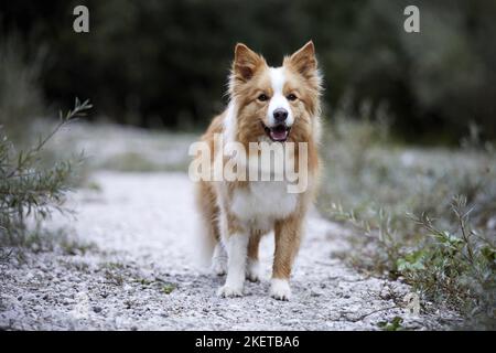 male Border Collie Stock Photo