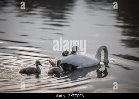 mute swans Stock Photo