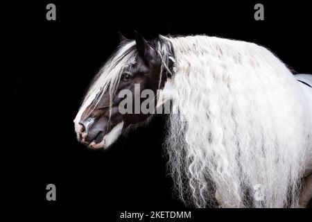 American Drum Horse stallion Stock Photo