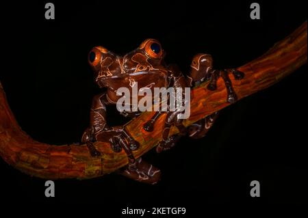 Coronated treefrog, spiny-headed treefrog, chocolate treefrog, (Triprion spinosus) close up, sitting on branch in tropical rainforest, Costa Rica. Stock Photo