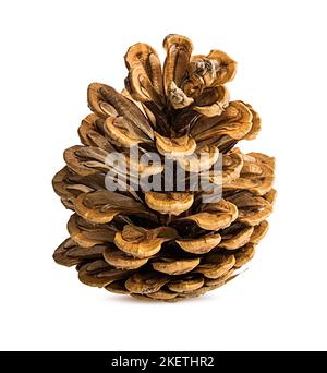 Brown pine cone isolated on white background Stock Photo