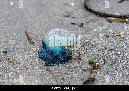 Tragumna, West Cork, Ireland. 14th Nov, 2022. Well over 100 Portugeuese man o' war (Physalia physalis) have been washed up on the beach at Tragumna. The animal, also commonly known as a blue bottle, can deliver a painful sting which is fatal to some animals and has been known to occasionally kill humans. Credit: AG News/Alamy Live News Stock Photo