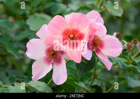 Rosa For Your Eyes Only, Rosa 'Cheweyesup', Floribunda rose, rich pink flowers with red blotch at the base of each petal. Stock Photo