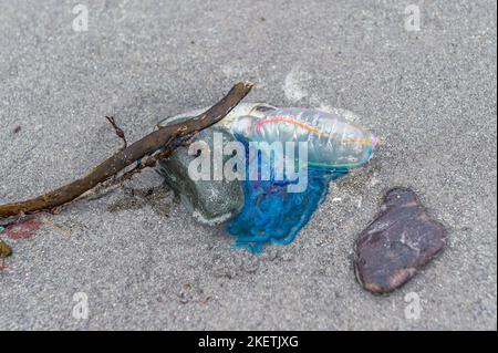 Tragumna, West Cork, Ireland. 14th Nov, 2022. Well over 100 Portugeuese man o' war (Physalia physalis) have been washed up on the beach at Tragumna. The animal, also commonly known as a blue bottle, can deliver a painful sting which is fatal to some animals and has been known to occasionally kill humans. Credit: AG News/Alamy Live News