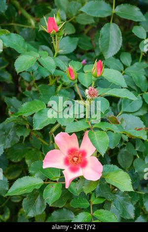 Rosa For Your Eyes Only, Rosa 'Cheweyesup', Floribunda rose, rich pink flowers with red blotch at the base of each petal. Stock Photo