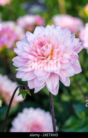 Dahlia 'Melody Harmony', decorative dahlia, pale pink blooms Stock Photo