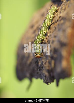 pine hawkmoth Stock Photo