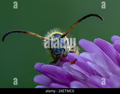 wasp Beetle Stock Photo