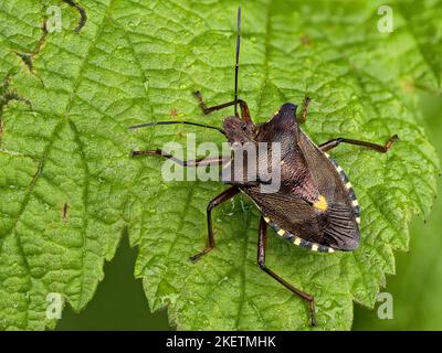 cherry stink bug Stock Photo - Alamy