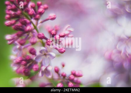 Blossom lilac flowers in spring. Soft focus, shallow deph of field. Stock Photo