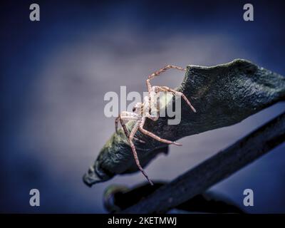 House Crab-Spider Stock Photo