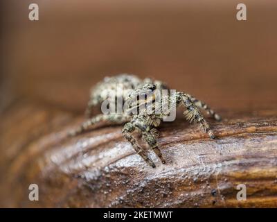 zebra back spider Stock Photo