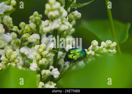 Cetonia aurata, called the rose chafer or the green rose chafer in a white flower plant in sunlight. Stock Photo