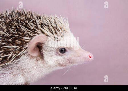 African Pygmy Hedgehog Stock Photo