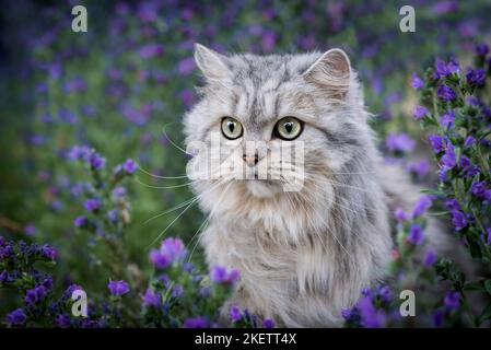 Persian-Cross Portrait Stock Photo