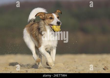 running Jack-Russell-Terrier-Mongrel Stock Photo