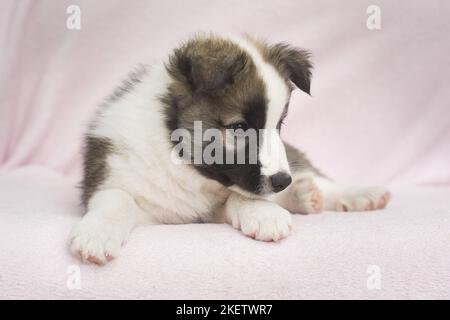 Icelandic dog puppy Stock Photo