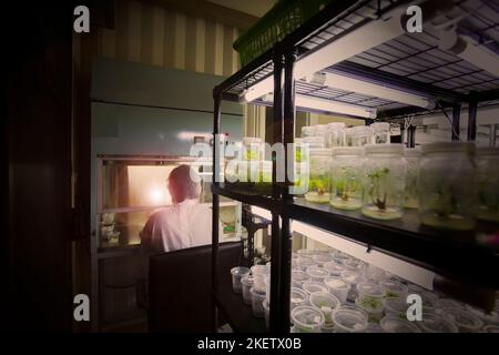 Tissue culture or plant culture are agriculture industry. Researcher use tissue growth in bottle. this technique increases a lot of plant in the same Stock Photo