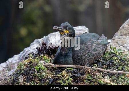 common shag phalacrocorax aristotelis sitting on its nest at a colony in the farne islands Stock Photo