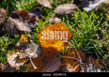 autumnal leaf in the backlight on a green meadow Stock Photo