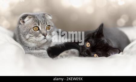 British Shorthait kitten mit Scottish Fold Stock Photo