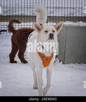 university dog park Calgary Alberta Stock Photo