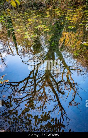 Surreal Abstract Autumnal tree reflected in a canal Stock Photo