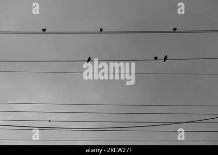 Birds sitting on wires and gray sky. Black and white. Stock Photo