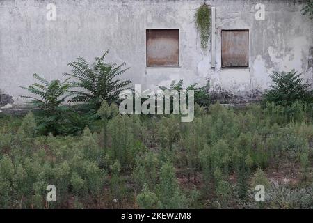 Abandoned house with boarded windows and garden with overgrown ferns. Stock Photo