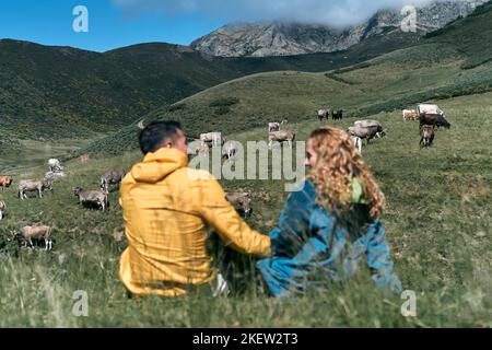 heterosexual couple in yellow and blue jacket holding hands sitting on meadow grass next to cows, ruta del cares asturias, spain Stock Photo