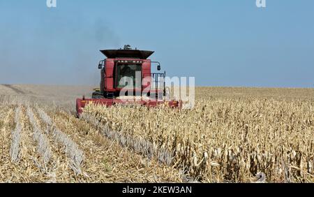 Case IH 7088 Combine, farmer harvesting mature corn  'Zea mays', grain header, Kansas. Stock Photo