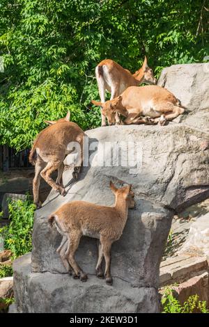 Markhor goatlings jump on the rocks. Markhor, Capra falconeri, wild goat native to Central Asia, Karakoram and the Himalayas Stock Photo